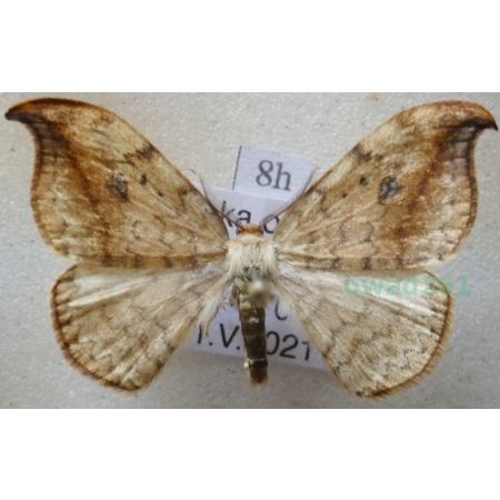 Drepana falcataria (Linnaeus, 1758) male Wycinka sierpianka Poland8h